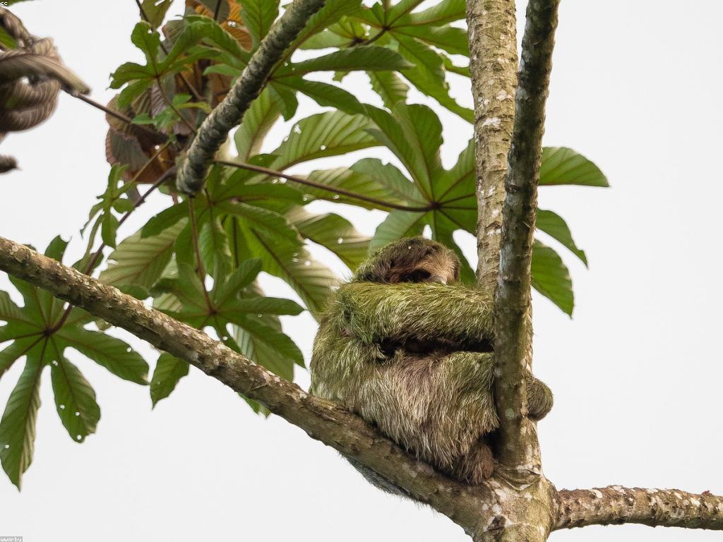 ព័ត៌មានអំពីស្លុត